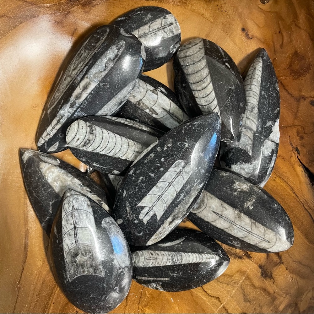 Fossilized Orthoceras Stones one piece, random selection.